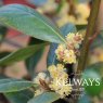 Laurus nobilis (Bay Laurel)
