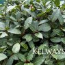 Laurus nobilis (Bay Laurel)
