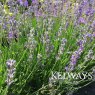 Lavandula Little Lady