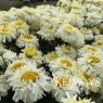 Leucanthemum Real Charmer