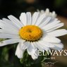 Leucanthemum 'White Knight'