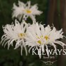 Leucanthemum x superbum 'Phyllis Smith' Leucanthemum x superbum 'Phyllis Smith'