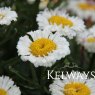 Leucanthemum x superbum 'Real Neat' (Realflor Compact Series)