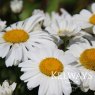 Leucanthemum Snow Lady