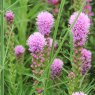 Liatris spicata 'Kobold'