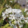 Libertia chilensis