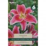 Lilium Star Gazer (2 bulbs)