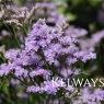 Limonium coriarium 'Robert Butler'