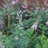 Linaria purpurea 'Canon Went'