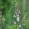 Linaria purpurea 'Canon Went'