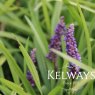 Liriope muscari