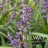 Liriope muscari 'Big Blue'