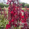 Lobelia Fan Burgundy