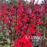 Lobelia Fan Scarlet