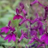 Lobelia x speciosa 'Hadspen Purple'