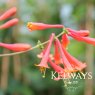 Lonicera Dropmore Scarlet