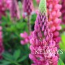 Lupinus 'Gallery Pink' (Gallery Series)