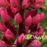 Lupinus 'Gallery Red' (Gallery Series)
