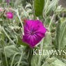 Lychnis coronaria