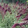 Lysimachia atropurpurea 'Beaujolais'