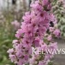 Lythrum salicaria 'Blush'