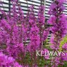 Lythrum virgatum 'Dropmore Purple'