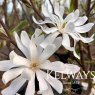 Magnolia stellata 'Royal Star'