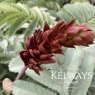 Melianthus major