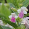 Melittis melissophyllum 'Royal Velvet Distinction'