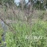 Molinia caerulea subsp. arundinacea 'Transparent'