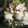 Myrtus communis