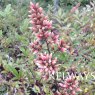 Nandina domestica 'Richmond'