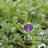 Nemophila menziesii 'Penny Black'