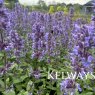 Nepeta grandiflora 'Summer Magic'