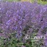 Nepeta x faassenii 'Junior Walker'