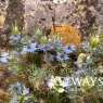 Nigella damascena 'Miss Jekyll'