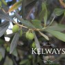 Olea europaea (F) (Olive)