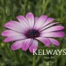Osteospermum 'Cannington Roy'