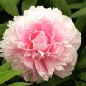 Paeonia 'Albert Crousse'