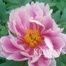 Paeonia 'Alice Palmer'