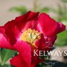 Paeonia 'America'