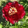 Paeonia 'Buckeye Belle' Paeonia 'Buckeye Belle'