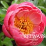 Paeonia 'Coral Sunset'