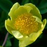 Paeonia 'mlokosewitschii'