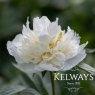 Paeonia 'Duchesse de Nemours'