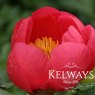 Paeonia 'Flame'