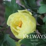 Paeonia 'Golden Isles'