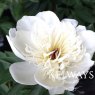 Paeonia 'Immaculee'