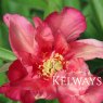 Paeonia 'Julia Rose'