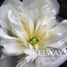 Paeonia lactiflora 'Albatre'